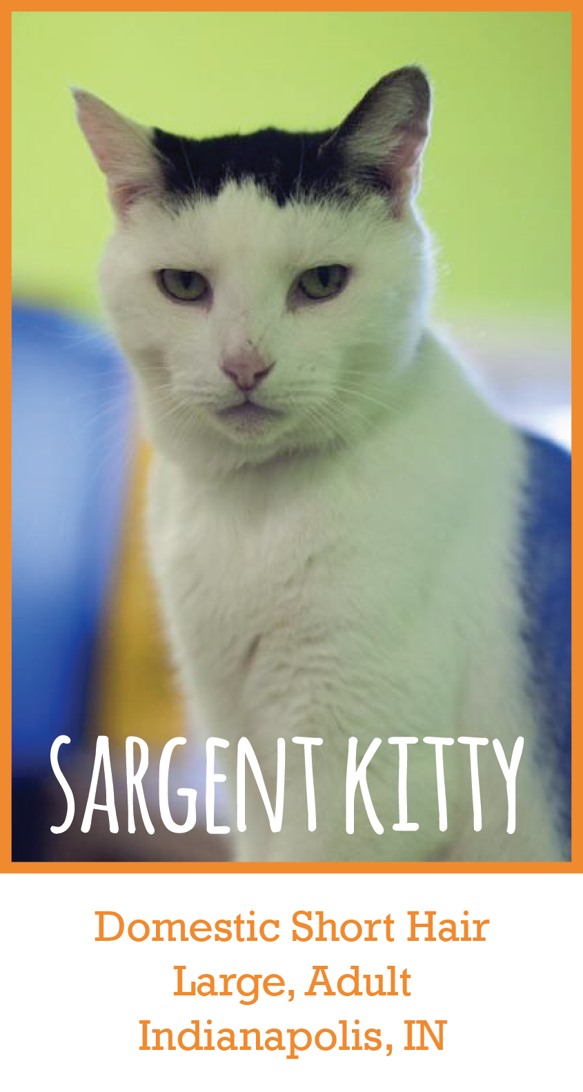 Sargent Kitty