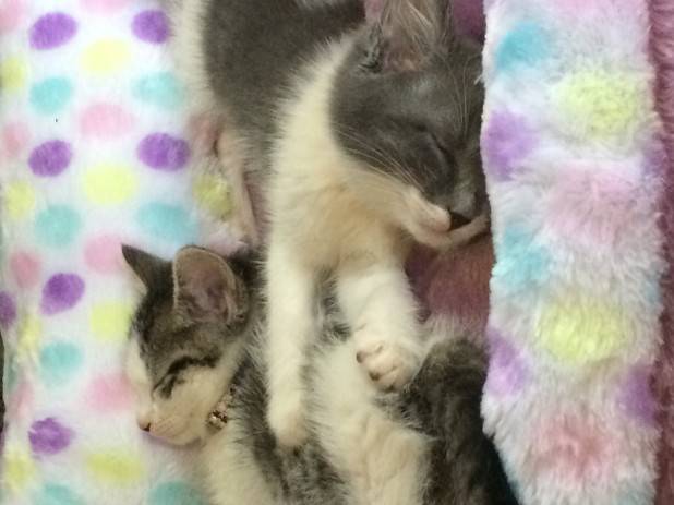 Two small gray kittens